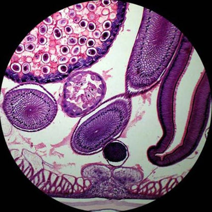 AmScope PS100A Prepared Microscope Slide Set, 100 Slides Set A - style: PS100A