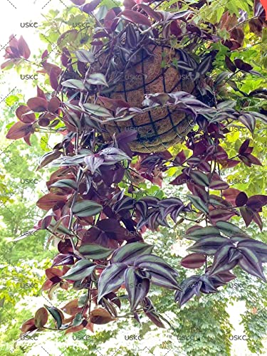 No Root Plant cuttings from USKC (3pcs Tradescantia ' Zebrina' no Root cuttings) - color: 3pcs Tradescantia ' Zebrina' no root cuttings