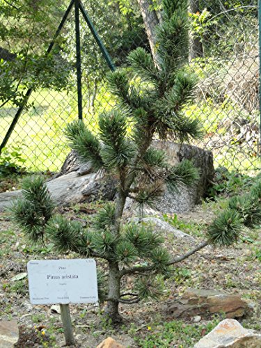 Ancient Bristlecone Pine | Tree Seed Grow Kit | The Jonsteen Company