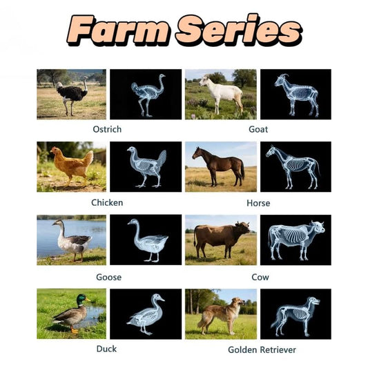 16 Animal X-Ray Set, Educational Science Kit for Kids to Explore Bone Structures for Lightstand Accessories, Light and Shadow Areas (Farm Collection) - color: Farm Collection