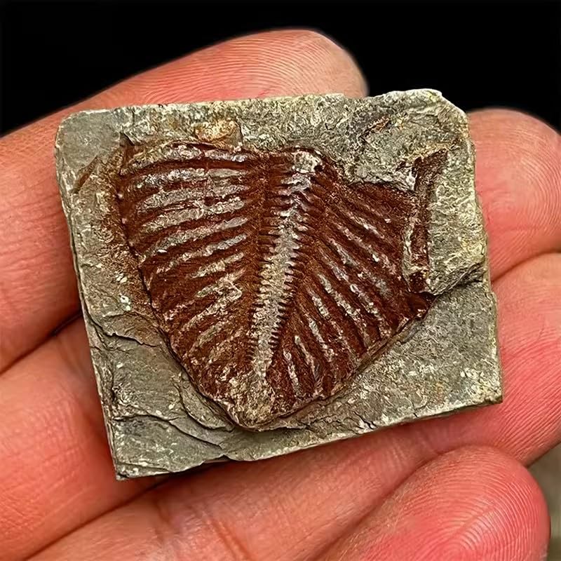 4 Pcs Real Trilobite Tail Fossil kit with Display Stand Come Form 400 Million Years Ago Real Fossils Paleontology Gifts for Men Women