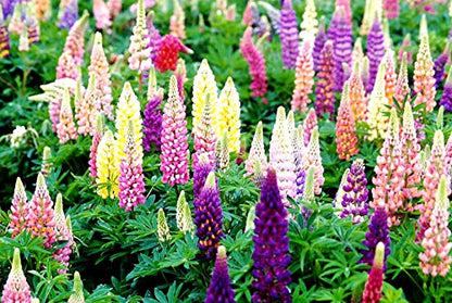 Lupine Flower Mix 50+ Seeds Bluebonnet Quaker Bonnets Wildflower Lupin Mixed Colors Seeds for Flower Garden (Pack of 2) - size: small (Pack of 2)