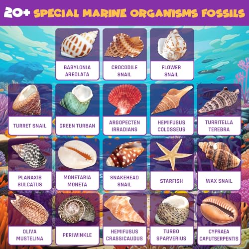 PIBEX Ocean Fossil Dig Kit, 20+ Real Shells & Seasnails, Sea Creature Toy - size: Ocean World (20+ Fossils)