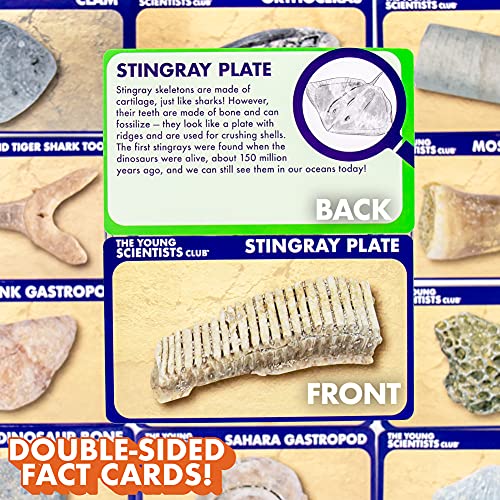 The Young Scientists Club Exploring Fossils, at-Home STEM Kits for Kids Age 8 and Up, Fossil Kits for Young Scientists, Dinosaur Experiments, Kids Dinosaur Parties