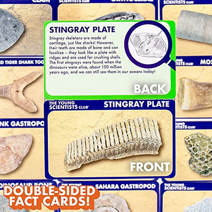 The Young Scientists Club Exploring Fossils, at-Home STEM Kits for Kids Age 8 and Up, Fossil Kits for Young Scientists, Dinosaur Experiments, Kids Dinosaur Parties
