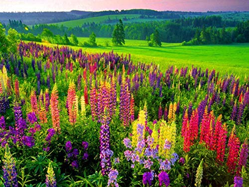 Lupine Flower Mix 50+ Seeds Bluebonnet Quaker Bonnets Wildflower Lupin Mixed Colors Seeds for Flower Garden - size: small