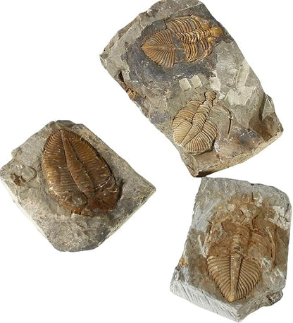 zonzxcv Trilobite Fossil Real Fossils Come from Western Hunan of China for Collections and Education (Information Card Included)