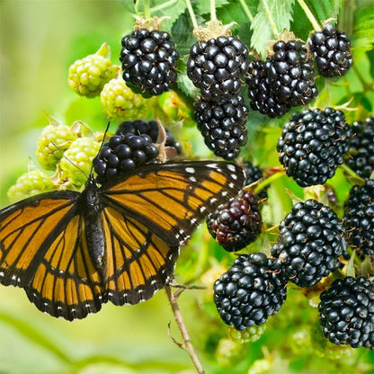 100 Apple & 100 Grape & 100 Kiwi & 100 Soursop & 10 Mulberry & 20 Cherry Seeds for Planting - Non-GMO Fruit Seeds for Home Garden, Sweet & Juicy