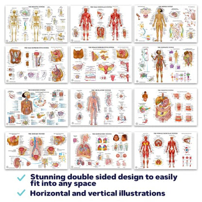 12 Human Anatomy Posters - Medical Posters 18x30 - Laminated Poster