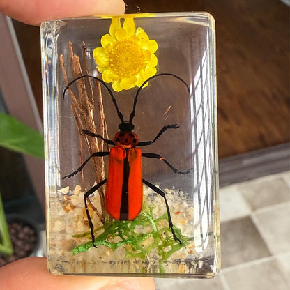12 Pcs Insect Taxidermy in Resin, Interesting Microlandscape Insect Specimen Set for Back-to-School Gifts Oddities Bug Collection Paperweights Science Education Supplies