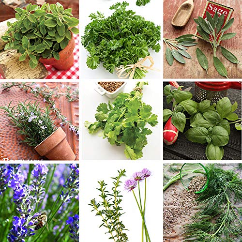Sustainable Seed Co Culinary Herb Seeds Variety Pack – 10 Non-GMO