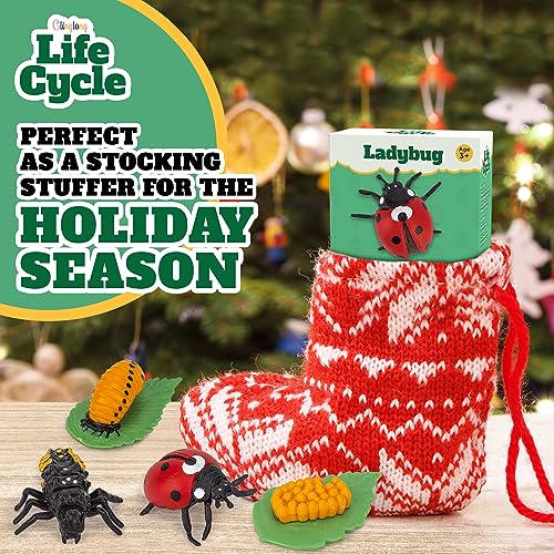 Life Cycle Kit Montessori - Realistic Figurine Toys, Kids Animal Matching Game with Ladybug, Easter Basket Stuffers for Kids, Science Fun for Learning Education Toys - style: Life Cycle - Ladybug