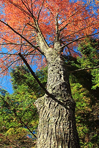 Red Maple | Tree Seed Grow Kit | The Jonsteen Company