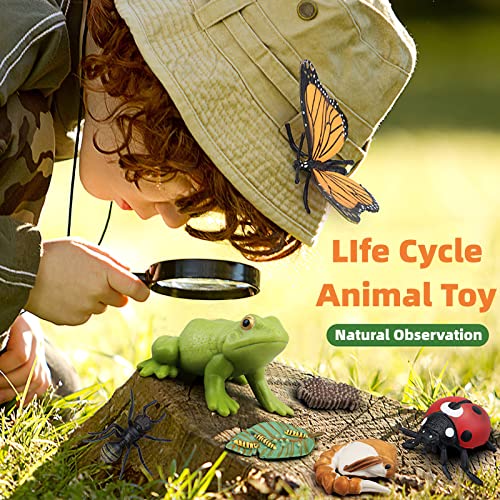 Montessori Frog Life Cycle with Flash Cards, Plastic Insects Tadpole to Frog Kit Toy, Realistic Animal Figurines - color: Frog