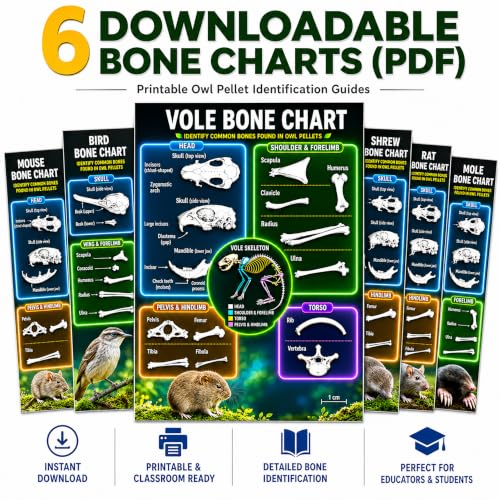 ES EVVIVA SCIENCES Owl Pellet Kit - Dissect 30 Mostly Small Real Owl Pellets w/Tools & PDF Bone Charts - Science Education Kit for Ages 15+ - Hands-On Animal Biology Science Lab Activity