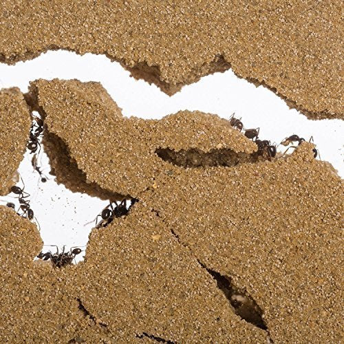 Sand Ant Farm Big - Anthill, Formicarium, Educational, Ants -