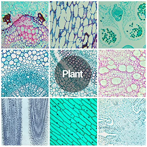 30 Microscope Slides with Specimens for Kids, Prepared Microscope Slides for Kids Microbiology, Glass Slides for Microscope, Biology Gifts for Adults Kids - size: 30pcs