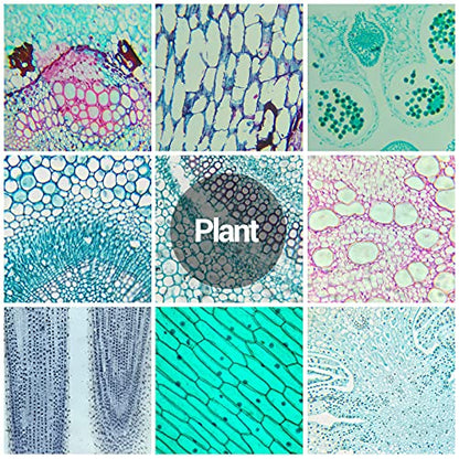 30 Microscope Slides with Specimens for Kids, Prepared Microscope Slides for Kids Microbiology, Glass Slides for Microscope, Biology Gifts for Adults Kids - size: 30pcs