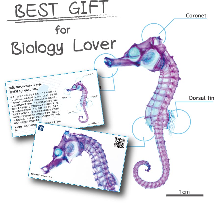 DIY Transparent Seahorse Specimen Kit - Educational, Ocean Animal, Diaphonized
