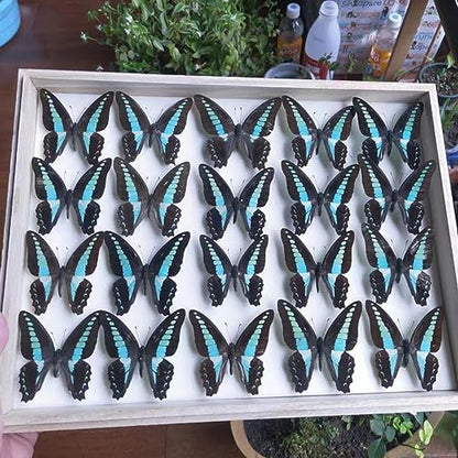 Butterfly Specimen Kit Includes pins, mounting Board, Spreading Tools, Display case, Labels, Forceps, Preserving and showcasing Butterfly specimens. (Insect Specimen Tools Kit)