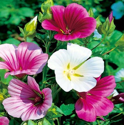 Malope Seed Mix Malva-Rose Annual Mallow 200+ Non-GMO Seeds