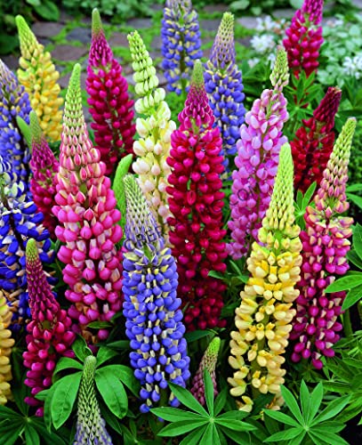 Lupine Flower Mix 50+ Seeds Bluebonnet Quaker Bonnets Wildflower Lupin Mixed Colors Seeds for Flower Garden - size: small