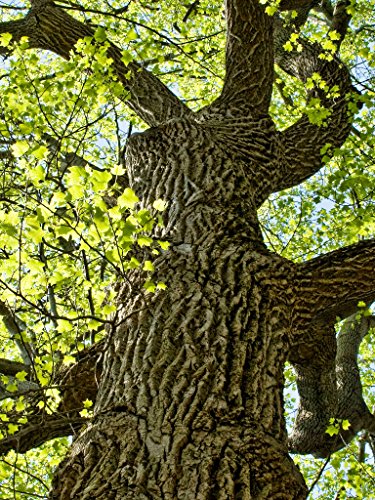 Tulip Poplar | Tree Seed Grow Kit | The Jonsteen Company