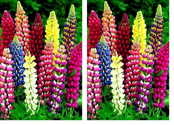 Lupine Flower Mix 50+ Seeds Bluebonnet Quaker Bonnets Wildflower Lupin Mixed Colors Seeds for Flower Garden (Pack of 2) - size: small (Pack of 2)