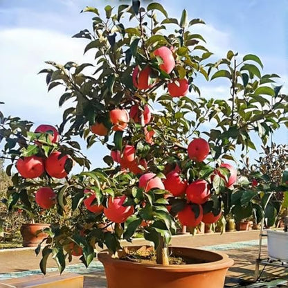 Non-GMO Fruit Seeds Assortment (430PCS) - 100 Grape, 100 Apple, 100 Kiwi, 10 Sugar Apple, 100 Mulberry, 20 Cherry Seeds, Adaptable for Pots & Gardens, Indoor Outdoor Usage