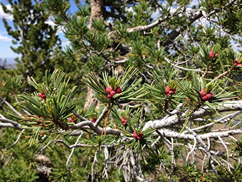 Whitebark Pine | Tree Seed Grow Kit | The Jonsteen Company