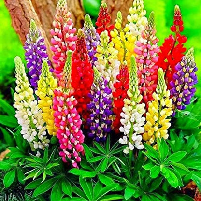 Lupine Flower Mix 50+ Seeds Bluebonnet Quaker Bonnets Wildflower Lupin Mixed Colors Seeds for Flower Garden - size: small