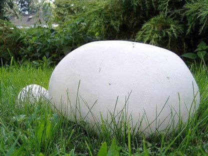 Giant Puffball Mushroom Spores in Grains – Calvatia Gigantea for Planting