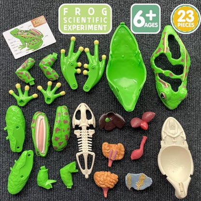 LUCKY GUESS 4D Frog Anatomy Model 23-Part Puzzle with Flash Cards
