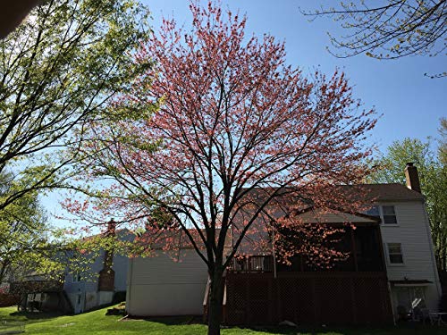 Red Maple | Tree Seed Grow Kit | The Jonsteen Company