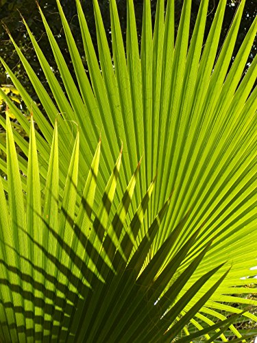California Fan Palm | Tree Seed Grow Kit | The Jonsteen Company