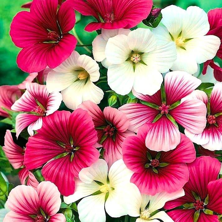 Malope Seed Mix Malva-Rose Annual Mallow 200+ Non-GMO Seeds