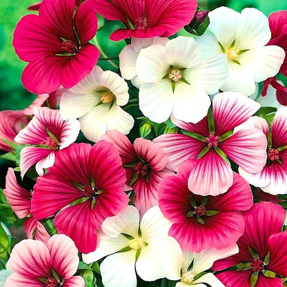 Malope Seed Mix Malva-Rose Annual Mallow 200+ Non-GMO Seeds