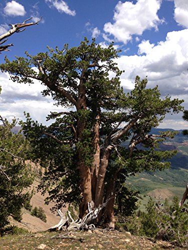 Whitebark Pine | Tree Seed Grow Kit | The Jonsteen Company