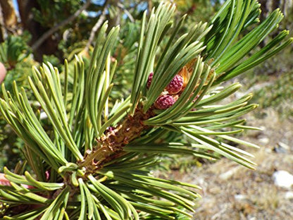 Whitebark Pine | Tree Seed Grow Kit | The Jonsteen Company