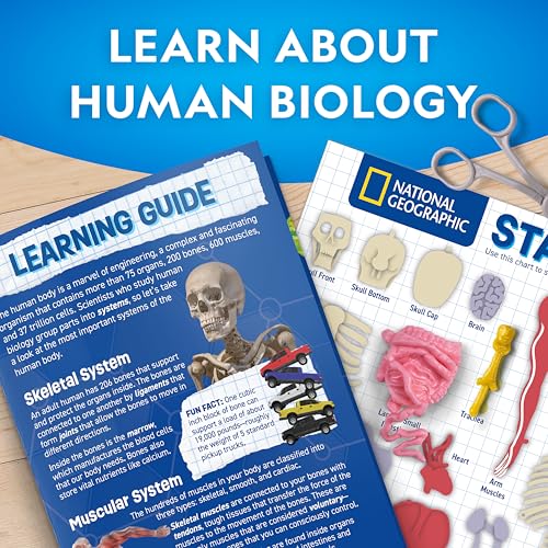 National Geographic Human Body Model for Kids 32-Piece Anatomy Set
