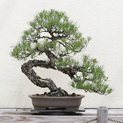 Bonsai Tree Grow Kit | Japanese Black Pine | White Design | The Jonsteen Company