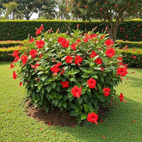 Tree Grow Kit | Easy to use | Educational | Memorial Gift | Plant It for The Planet | Grow Your Own Tree |Wide Selection to Choose from (Hibiscus) - style: Hibiscus