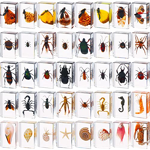 40 Pcs Insect in Resin Specimen Bugs Collection Paperweights Real Bugs in Resin Various Insect Specimen for Kids Scientific Educational Supplies