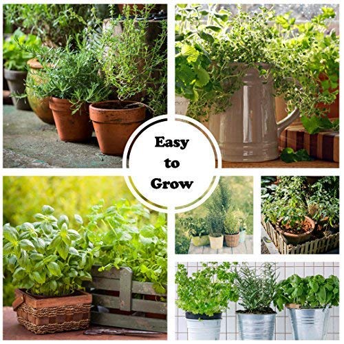Sustainable Seed Co Culinary Herb Seeds Variety Pack – 10 Non-GMO