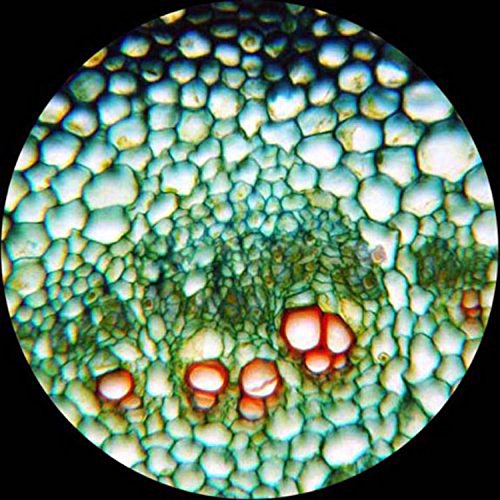 AmScope M162C-2L-WM-SP14 Deluxe Microscope Set - 1000X Dual Light, Glass