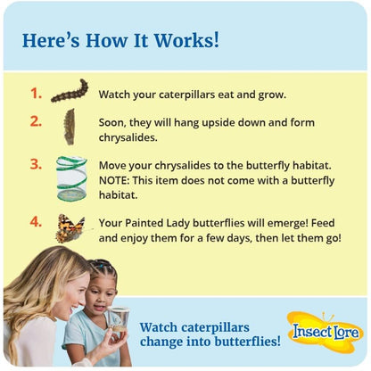 Insect Lore Two Cups of Live Caterpillars - 10 Live Painted Lady Caterpillars with Food - Includes Bonus Butterfly Life Cycle Figurines - Refill for Butterfly Garden Habitat