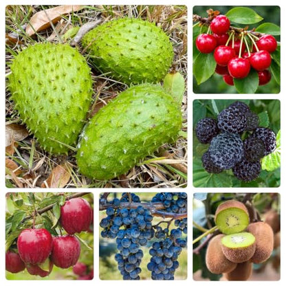 100 Apple & 100 Grape & 100 Kiwi & 100 Soursop & 10 Mulberry & 20 Cherry Seeds for Planting - Non-GMO Fruit Seeds for Home Garden, Sweet & Juicy