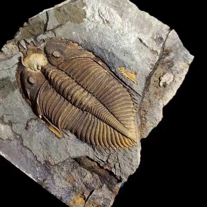 zonzxcv Trilobite Fossil Real Fossils Come from Western Hunan of China for Collections and Education (Information Card Included)
