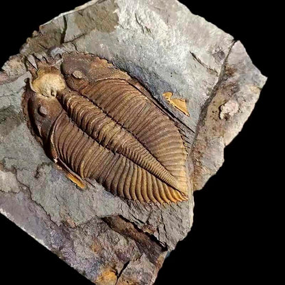 zonzxcv Trilobite Fossil Real Fossils Come from Western Hunan of China for Collections and Education (Information Card Included)