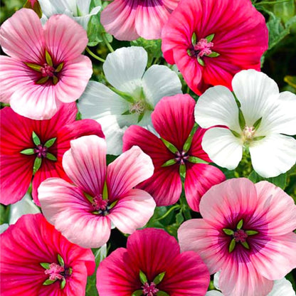 Malope Seed Mix Malva-Rose Annual Mallow 200+ Non-GMO Seeds